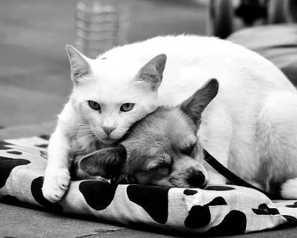Make Me Warm Dog