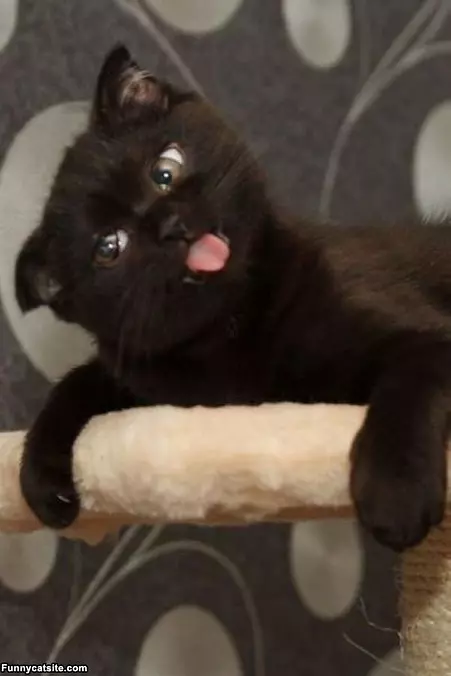 Rawrrr Kitttty