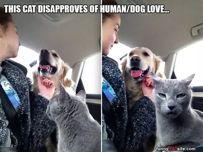I Disapprove