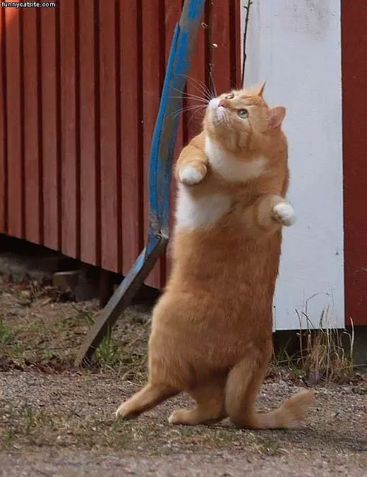 Can Dancing Moves