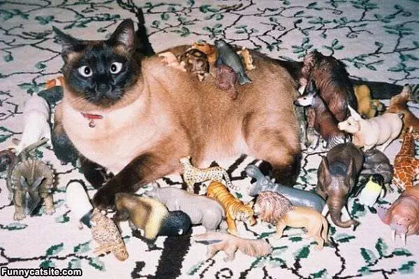 Too Many Toys
