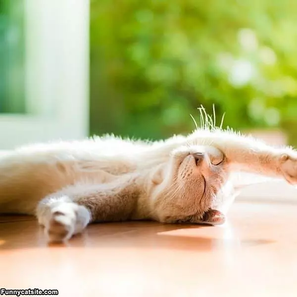 Just Rolling In The Sun