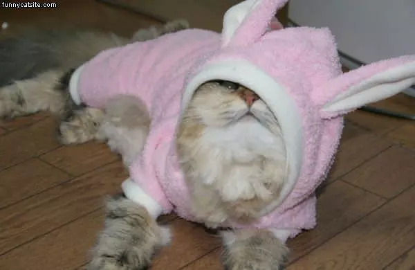 Anyone See A Bunny