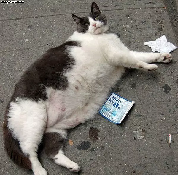 That Is A Fat Cat