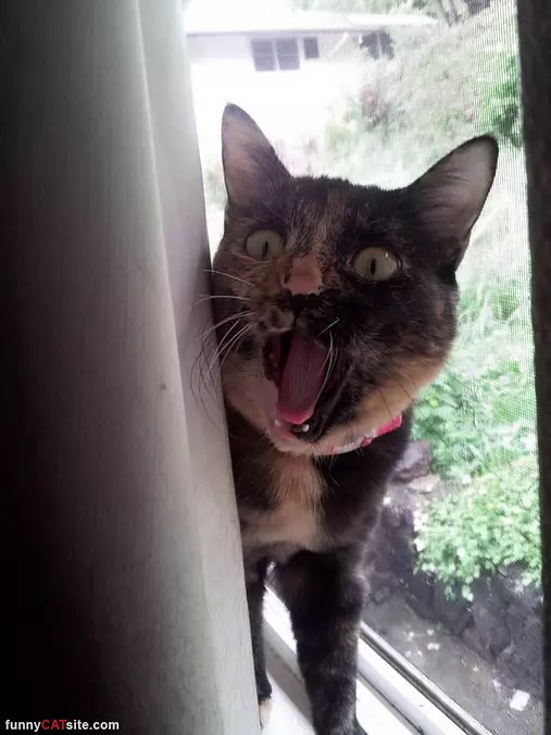 Rarrrrrrrrrrr