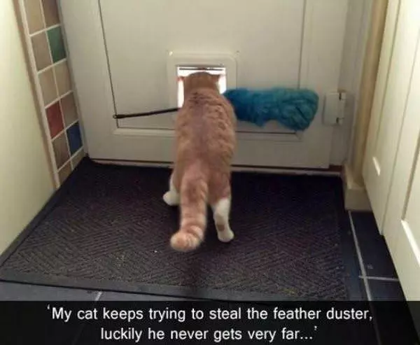 The Feather Duster