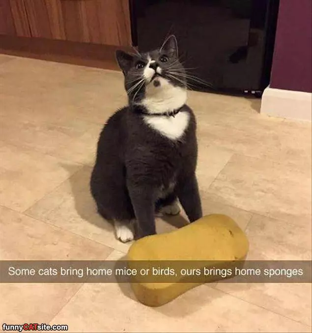 Some Cats
