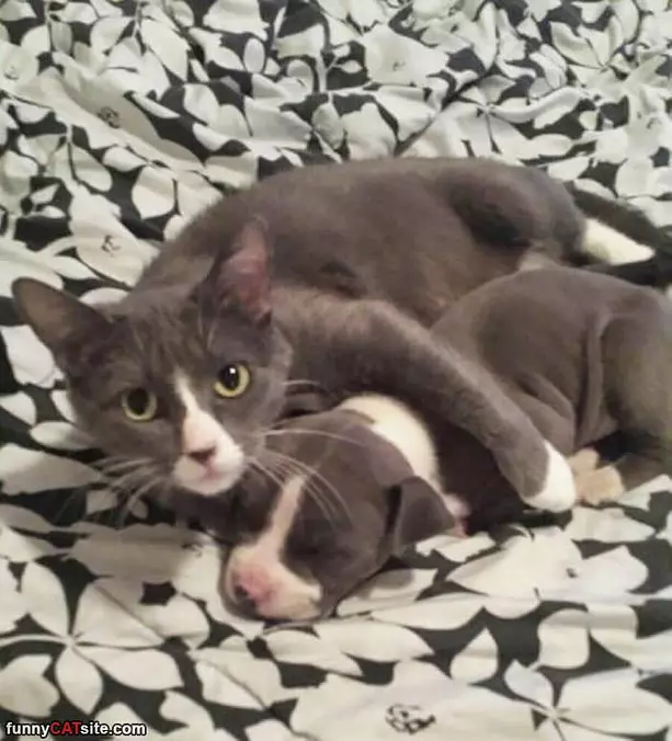 Keeping My Buddy Warm
