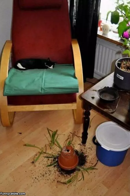 Out Of My Way Plants