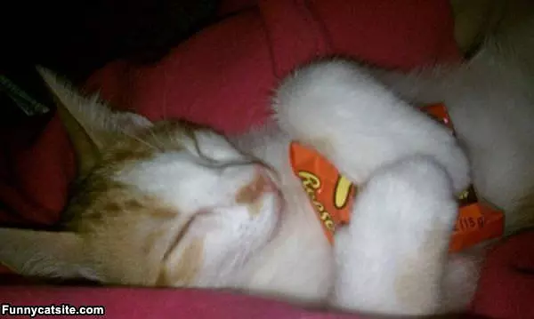 Reeses Dreams