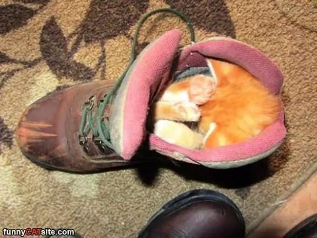 In The Boot