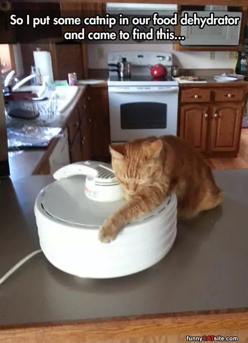 Give Me The Nip