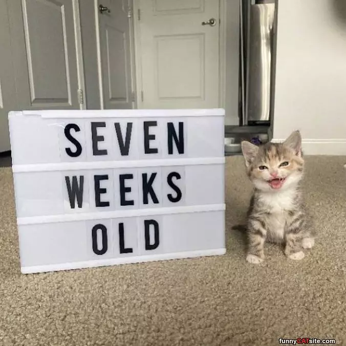 7 Weeks Old