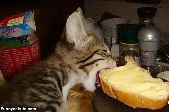 Mmm Bread Nom Nom