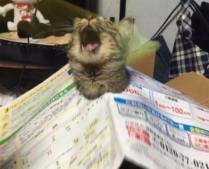 Stuck My Head Through