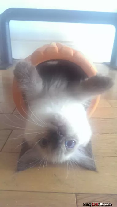 Laying In A Pot