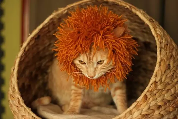 I Am A Lion Now