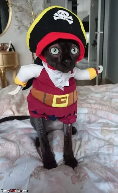 Pirate Cat
