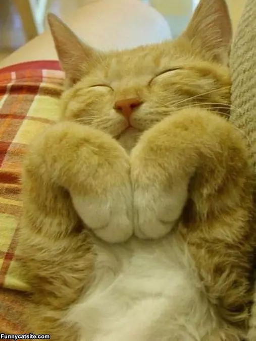 Getting Me A Nice Nap