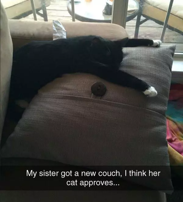 Funny Cat Lying Couch