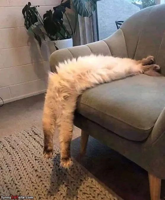 90 Degree Cat