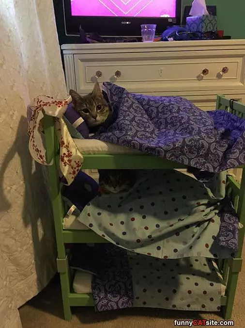 Bunked Up