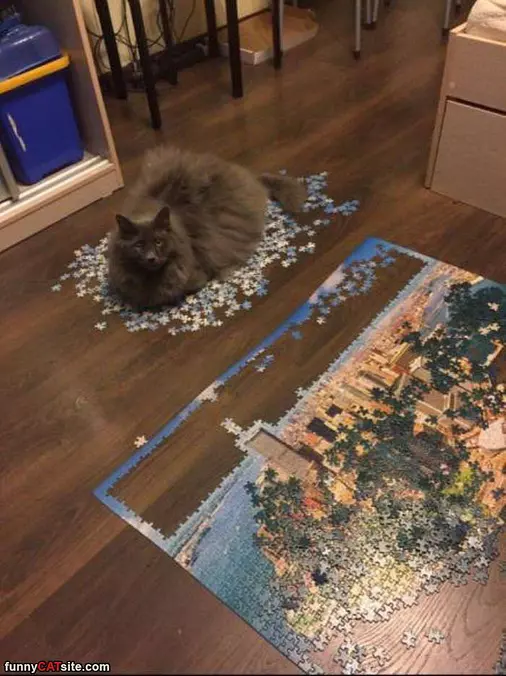The Puzzled Cat
