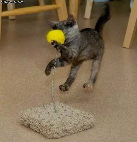 Fuzzy Toy