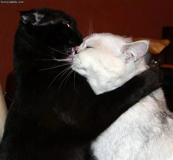 Cat Kiss