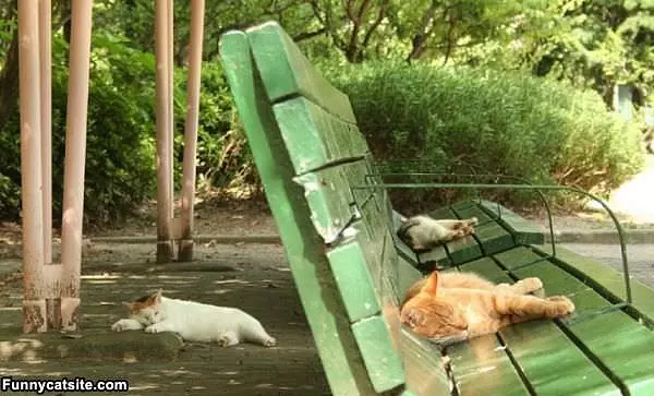 Cat Park