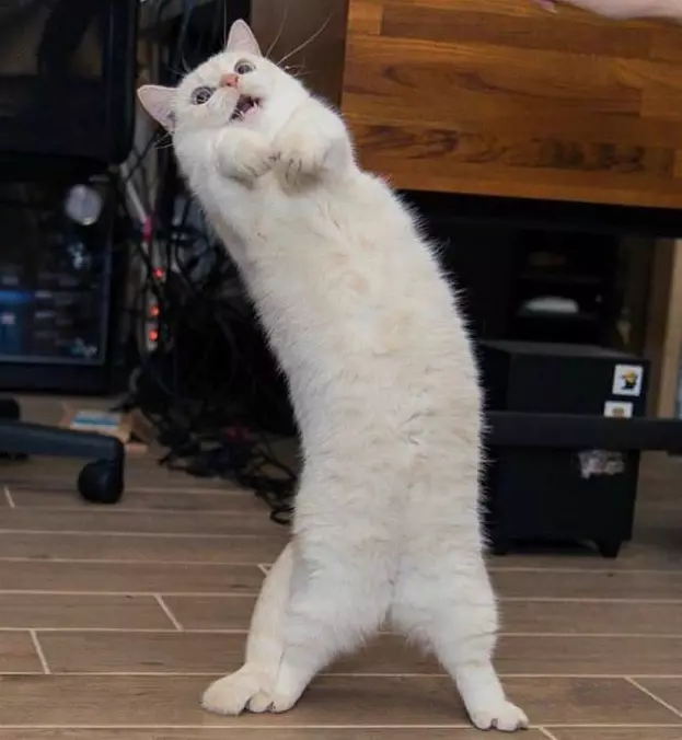 Wasuuuuup
