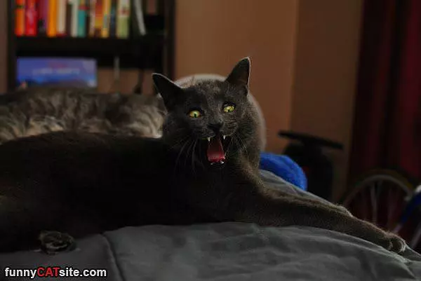 Whaaaaaa You Say