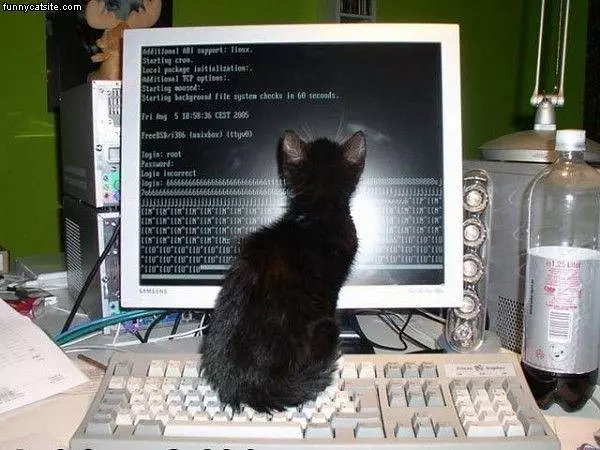 Programmer Cat