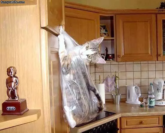 Bag Cat