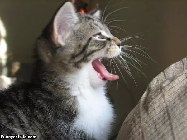 Tongue Out