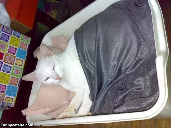 My Comfy Bed