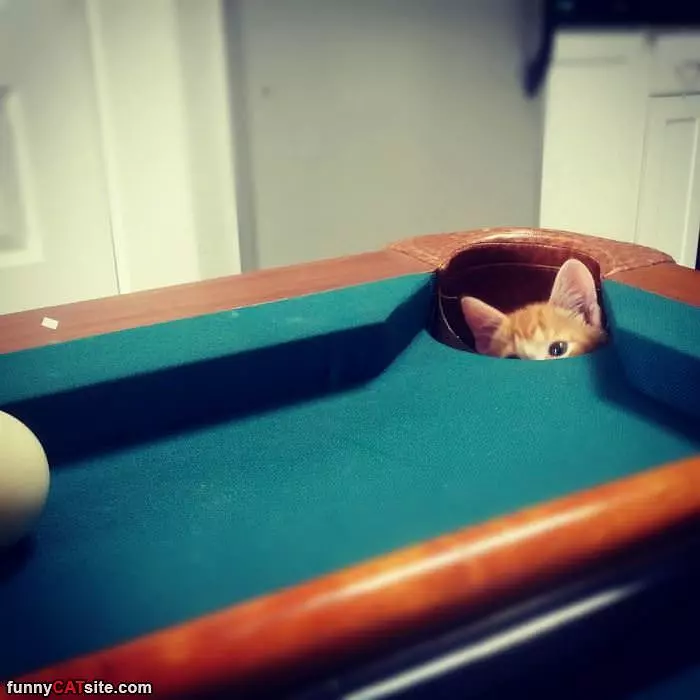 Pool Pocket Kitten