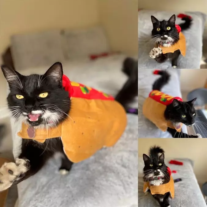 I Am A Taco Now