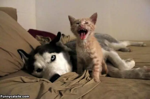 Rawrrrrrrr