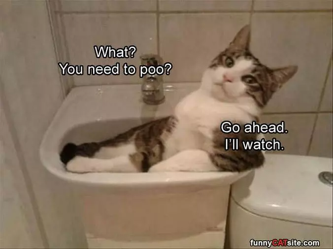 You Need To Poo