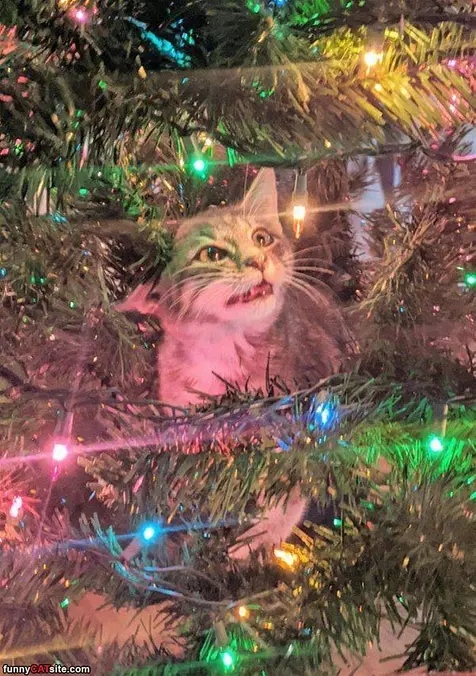 In The Tree
