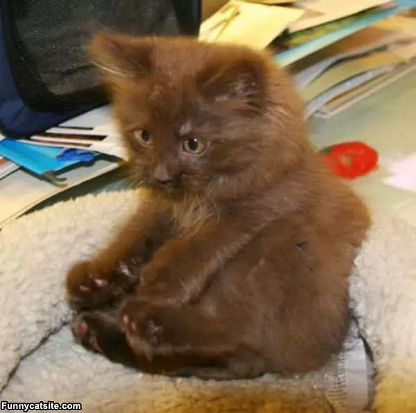 Kitty Yoga