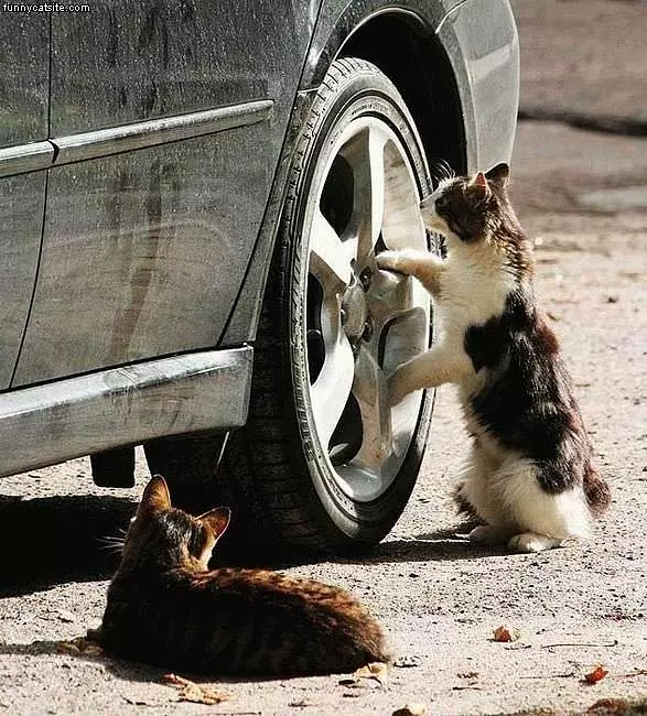 Stealin Hub Caps
