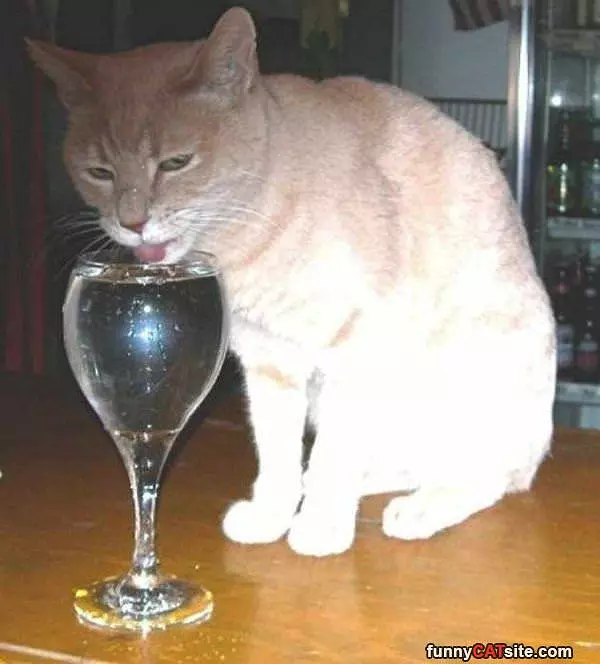 Just Taking A Sip