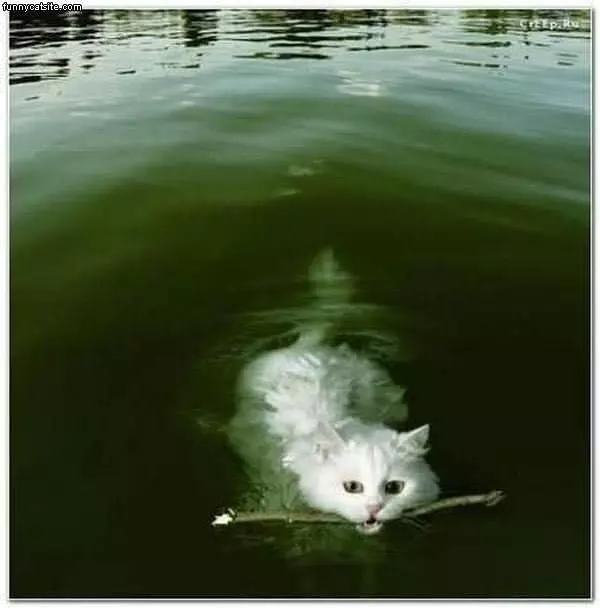 Cat Fetch