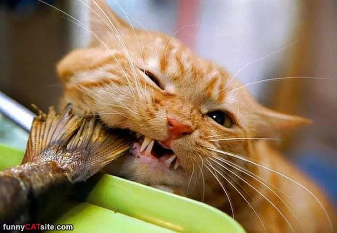 Garrrrgggg