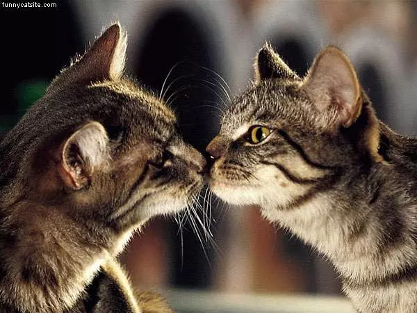 Cat Kiss