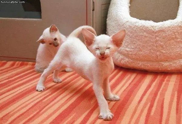 My Stretch Face