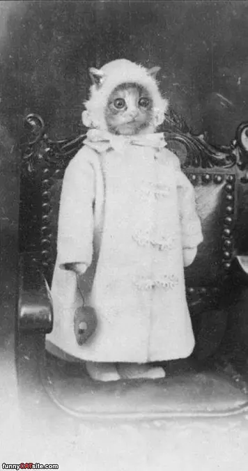 Old School Funny Cat