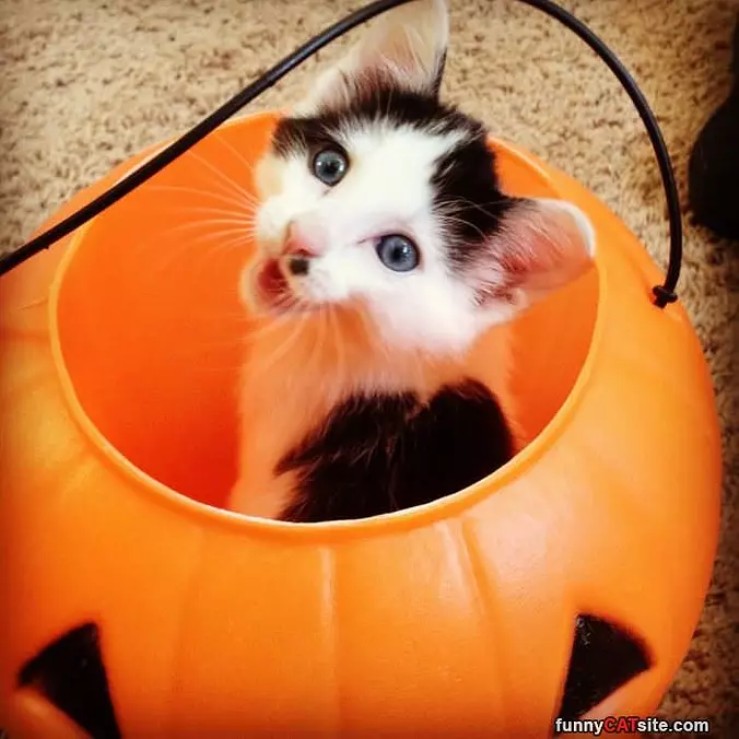 Trick Or Treats
